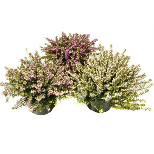 Plant Bundle B (3 x Winter Heathers)