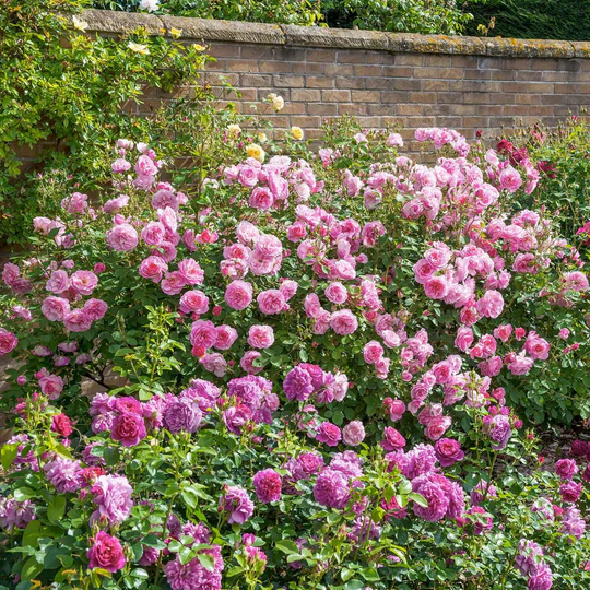 DAVID AUSTIN ROSES - Hyde Hall