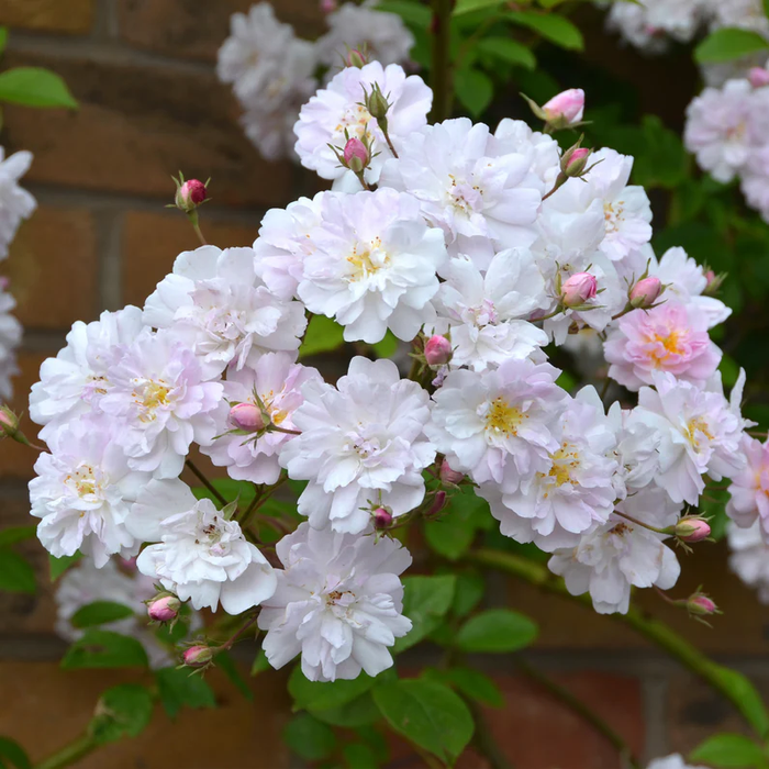 DAVID AUSTIN ROSES - Pauls Himalayan Musk
