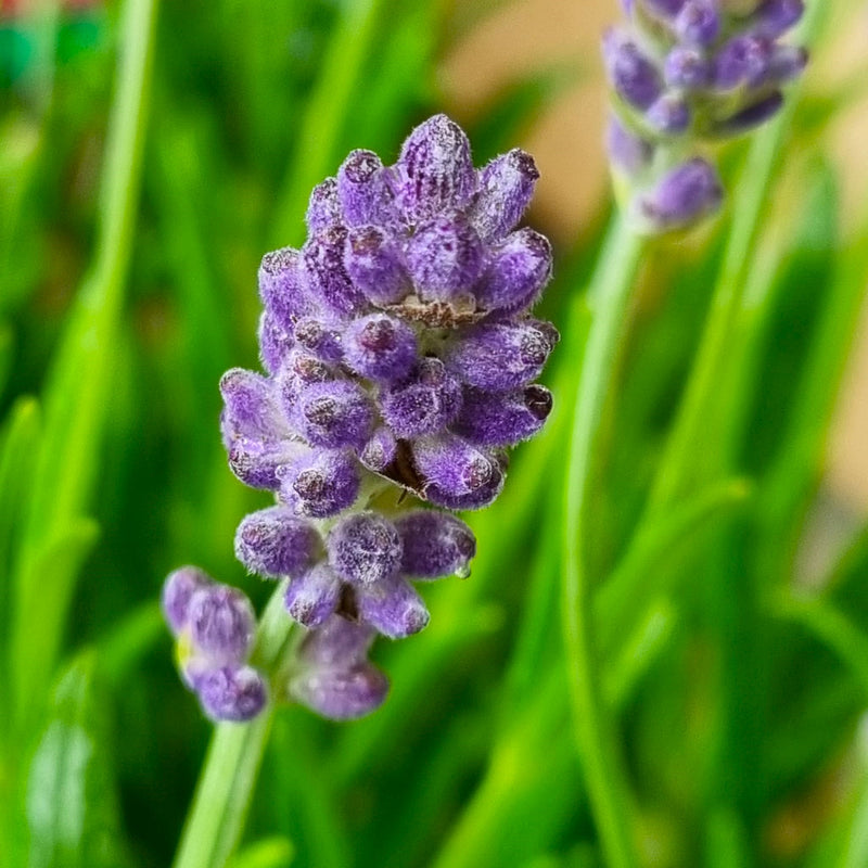 LAVANDULA 'Munstead' 10L J