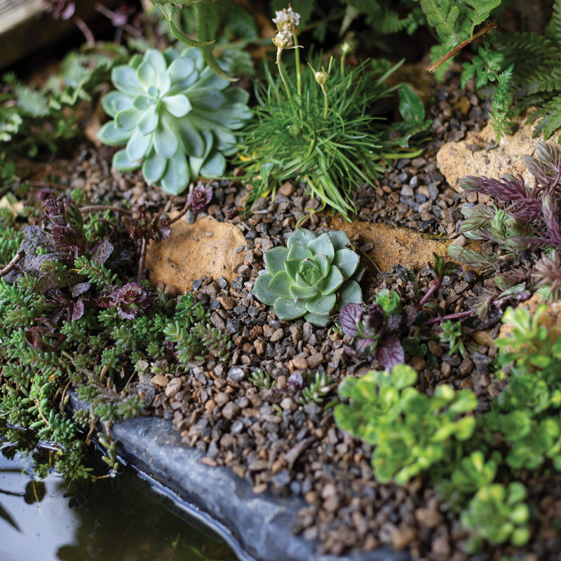 Kelkay Horticultural Alpine Grit