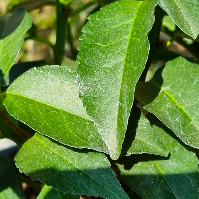 VE PRUNUS 'Lusitanica Angustifolia' 17cm