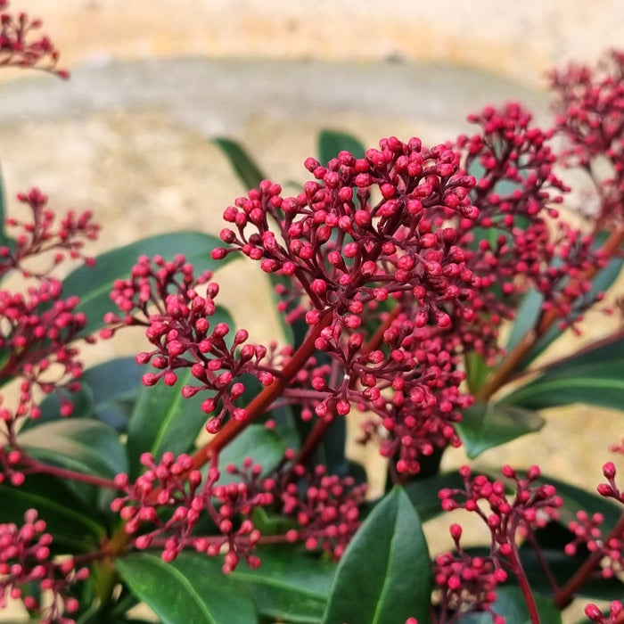 SKIMMIA japonica Rubella 23cm