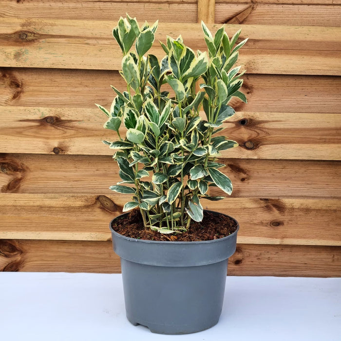 EUONYMUS japonicus 23cm