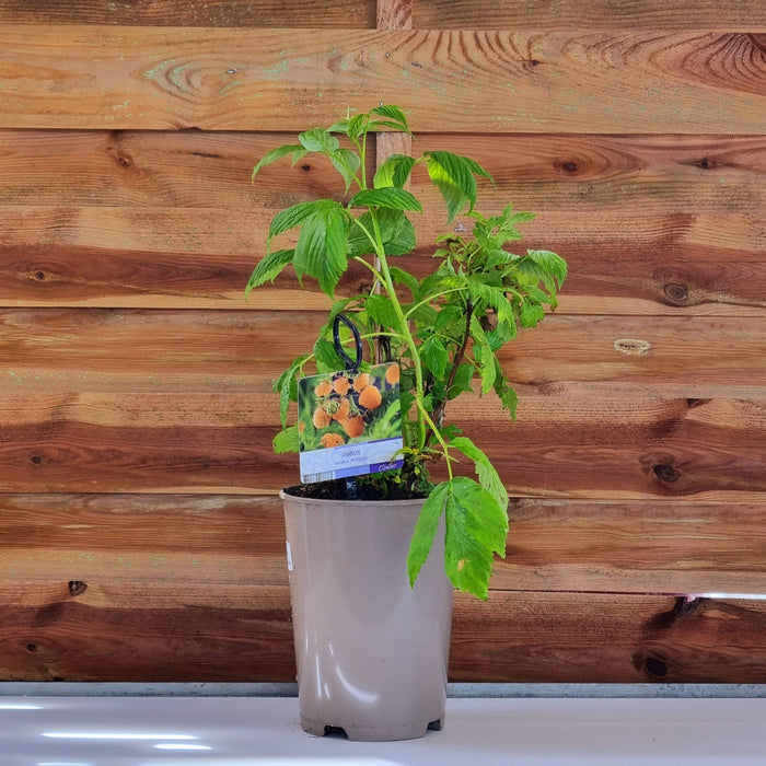 RUBUS idaeus FallGold 15cm