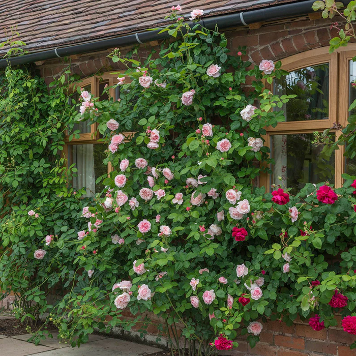 DAVID AUSTIN ROSES - St. Swithun Climbing