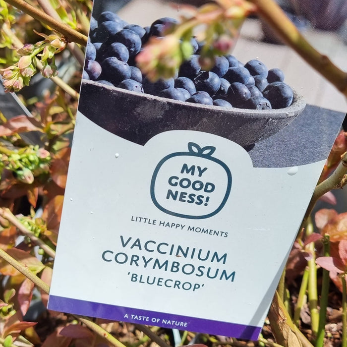 VACCINIUM 'Cor. Bluecrop' 22cm