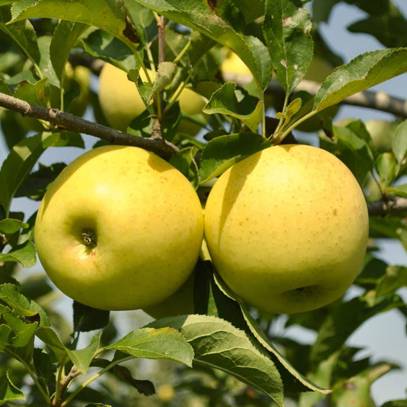 Golden Delicious Apple Tree
