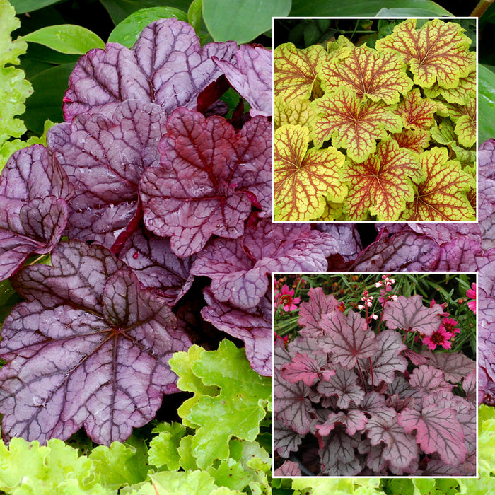 Plant Bundle G (3 x Heuchera)