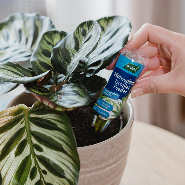 Westland Houseplant Droplet Feeder 40ml
