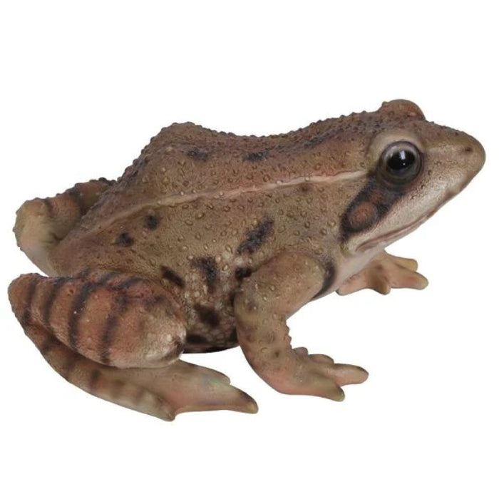 Vivid Arts Real Life Frog F