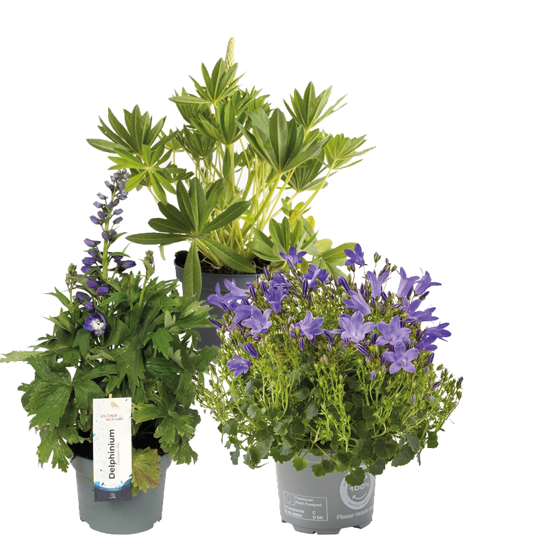 Plant Bundle D - Perennials 1 Litre Pot (x6)