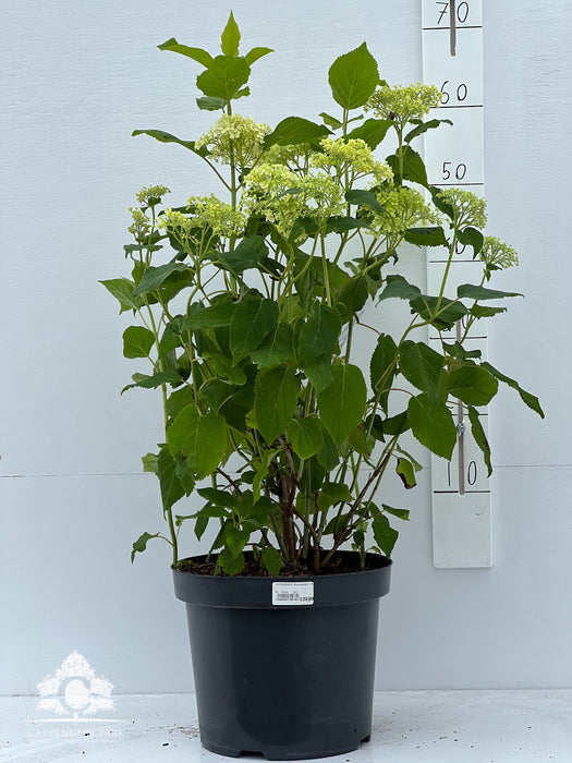 HYDRANGEA arb. Annabelle 7.5ltr