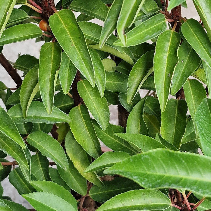 Prunus Lus. Angustifolia* 4.5L