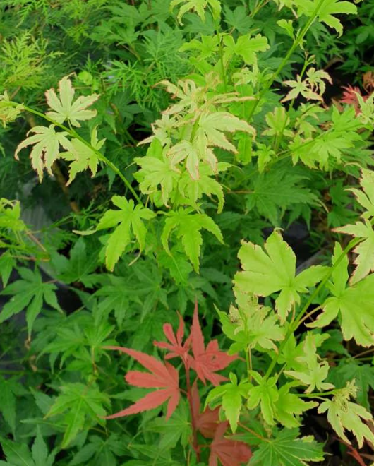 ACER Palmatum Going Green
