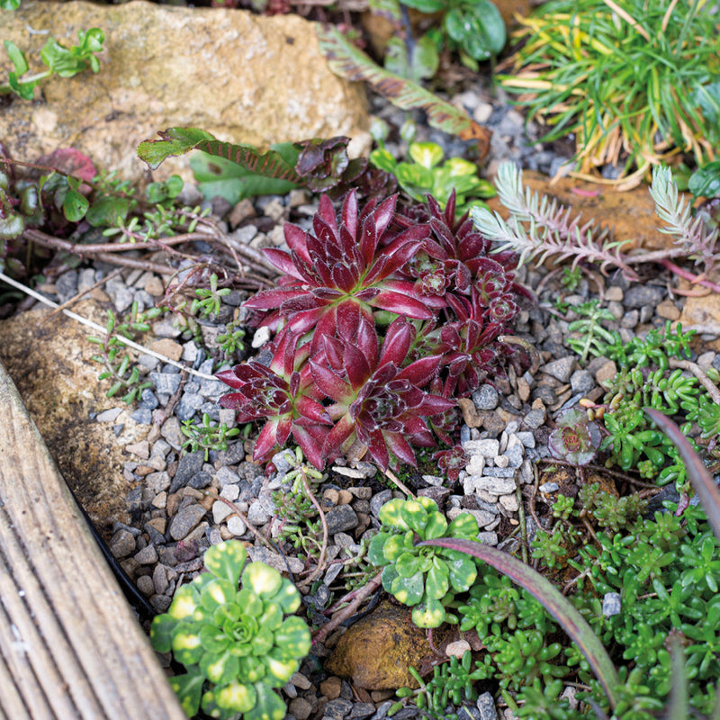 Kelkay Horticultural Alpine Grit