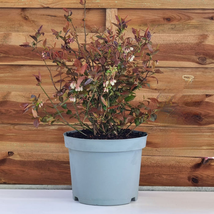 VACCINIUM 'Cor. Bluecrop' 22cm