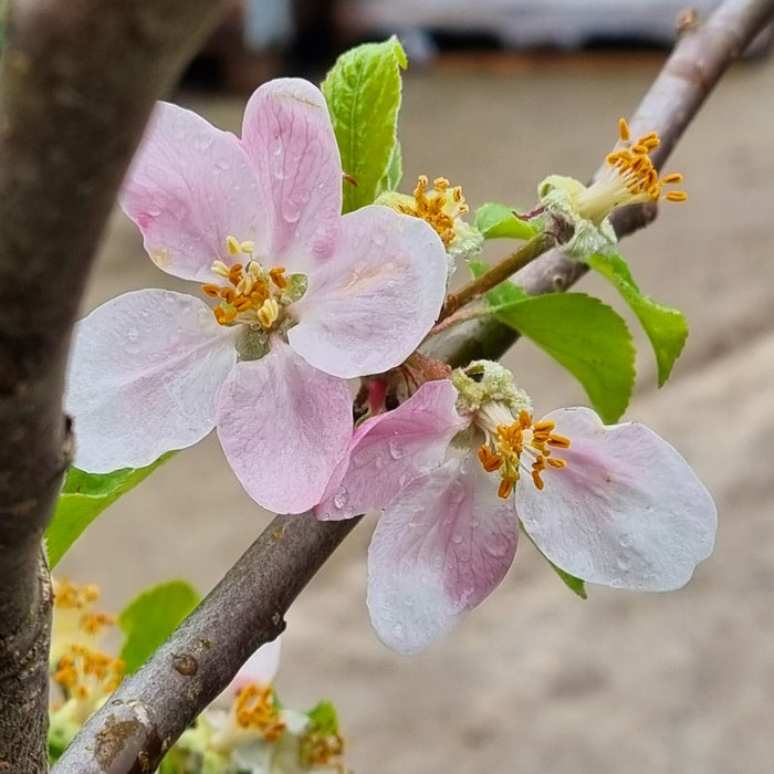 APPLE - Jonagold 10ltr