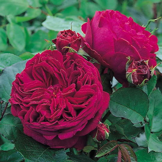 DAVID AUSTIN ROSES - Falstaff