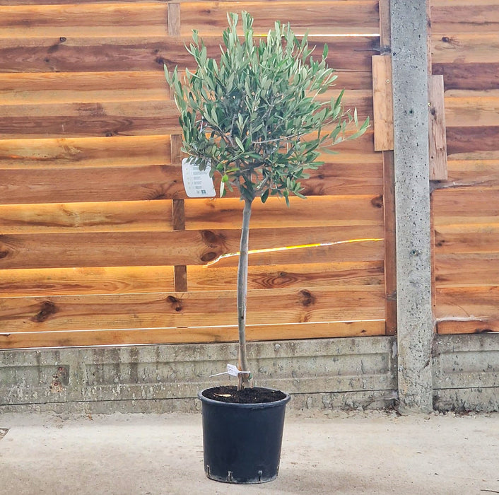OLEA Europea STANDARD