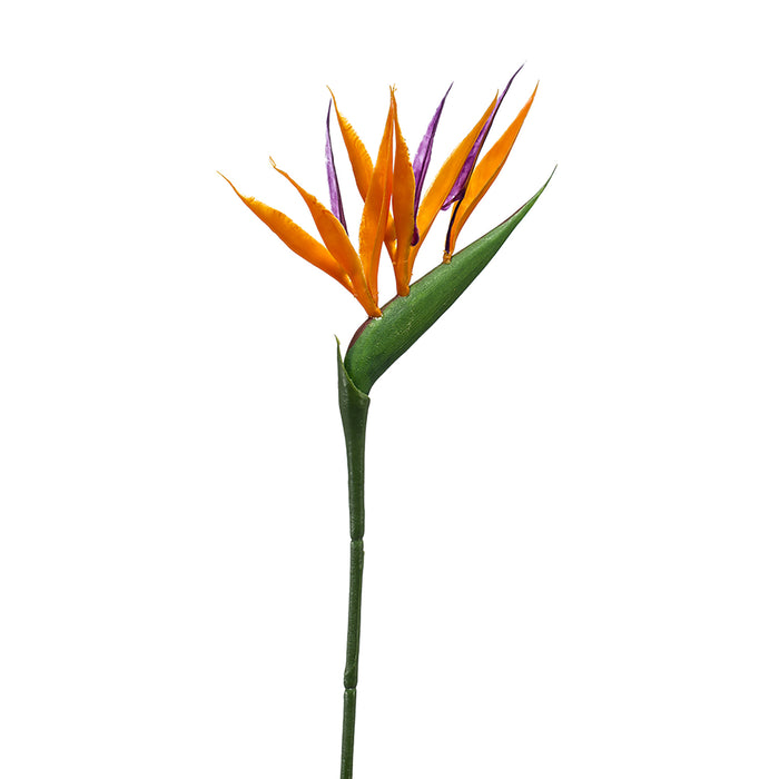 Emerald Strelitzia Mini Spray 65cm Orange