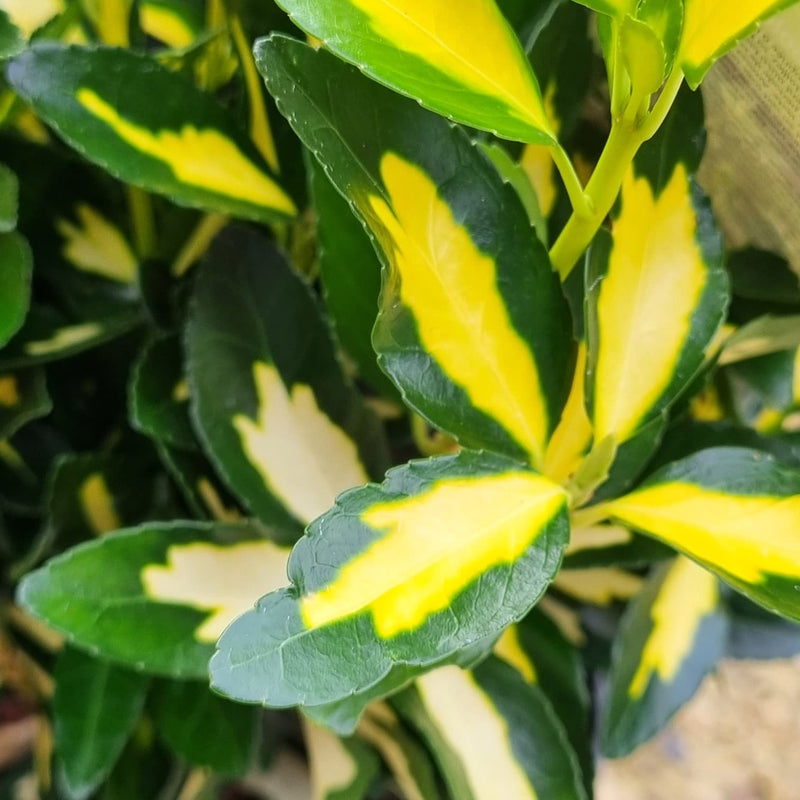 EUONYMUS jap. Gold Queen 17cm