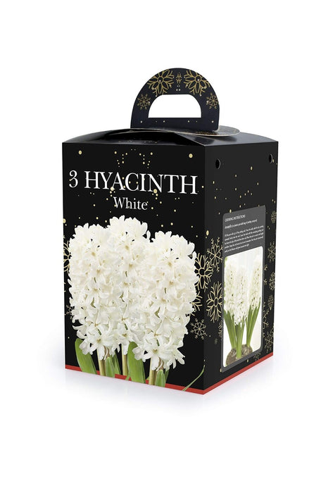 Scented Hyacinth Gift Box Kit Pink, White or Blue