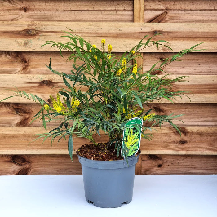 MAHONIA Sweet Winter 3ltr