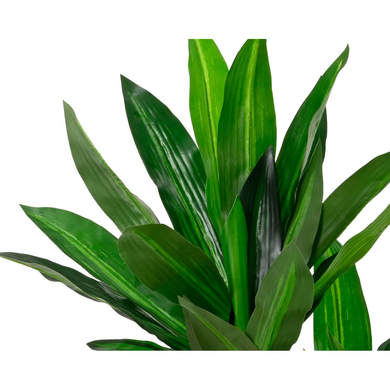 Kaemingk Dracaena Dracaena Fragrans In Pot Plastic