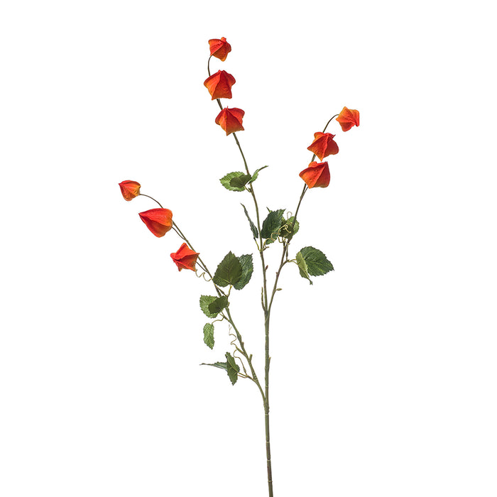 Emerald Physalis Spray X3 Orange 95cm