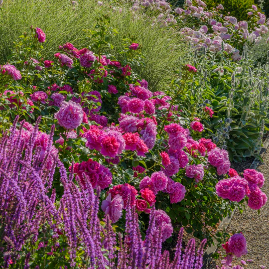 DAVID AUSTIN ROSES - Princess Anne