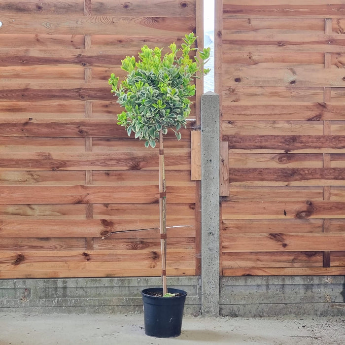 EUONYMUS jap. 'Albomarginatus' 1/2 Stem P24
