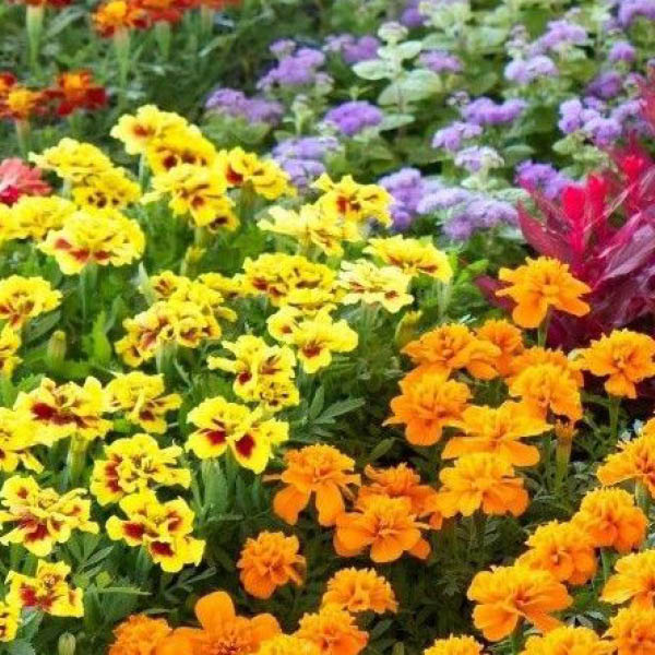 BOXED  Bedding Plant
