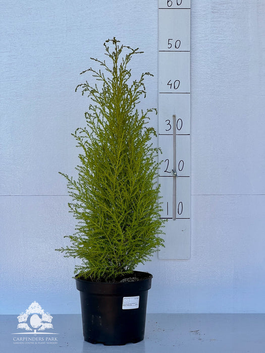 CUPRESSUS Mac. Goldcrest