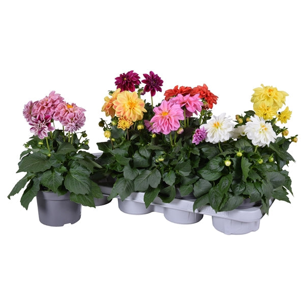 Plant Bundle F - Dahlietta (x6)