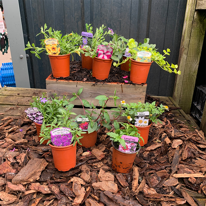 Bedding Bundle L (8 x Trailing Bedding Plants)
