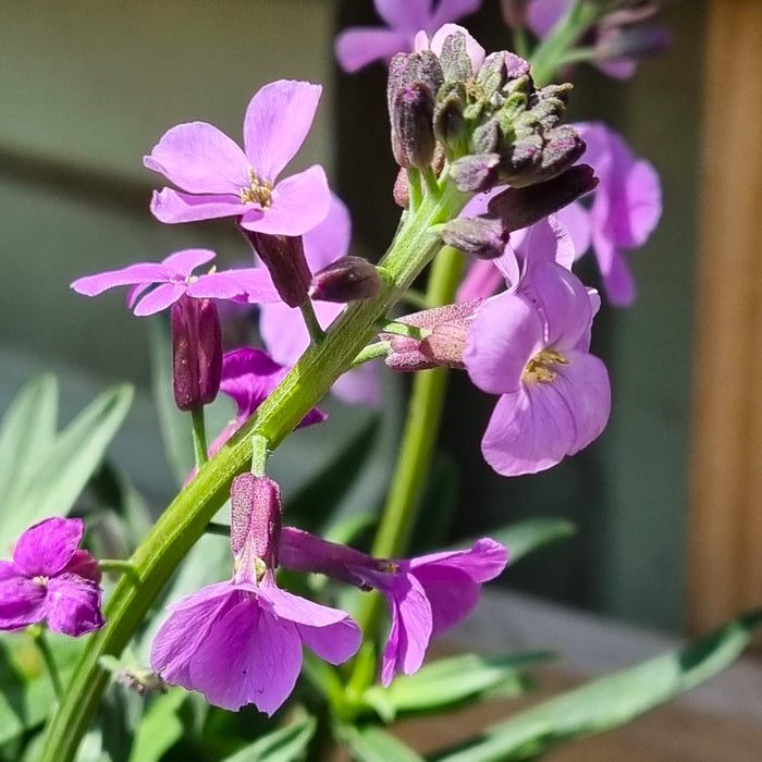 ERYSIMUM Bowles Mauve 2ltr