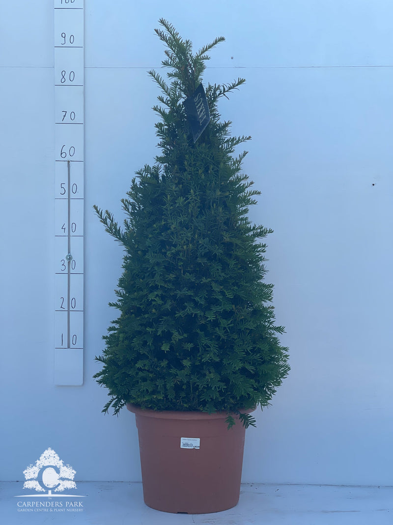 TAXUS Pyramid 80-90cm
