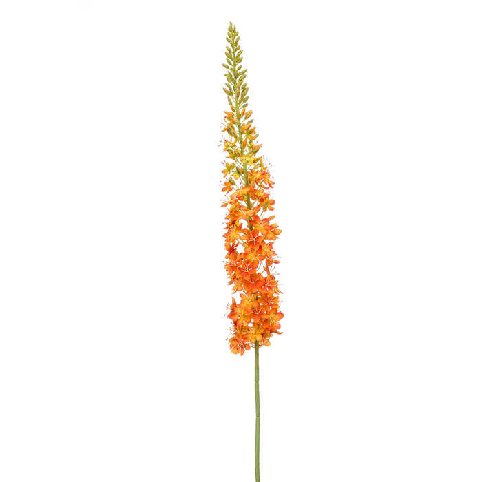 Emerald Eremurus Spray XL Orange 130cm