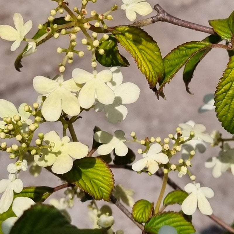 VIBURNUM plicatum 'Watanabe' 3ltr