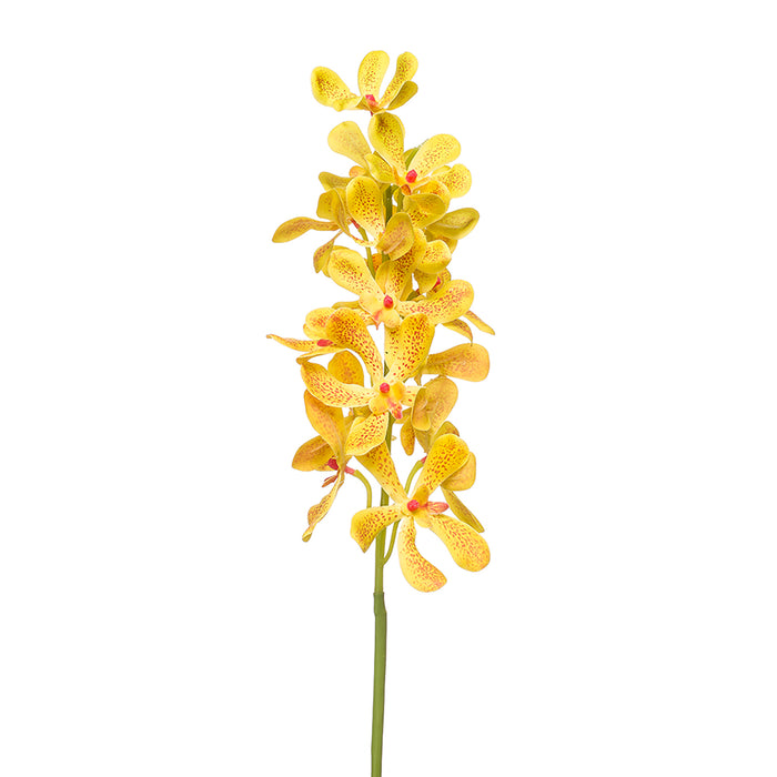Emerald Vanda Spray Rt Yellow 80cm
