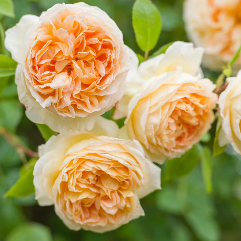 DAVID AUSTIN ROSES - Bathsheba Climbing 6ltr