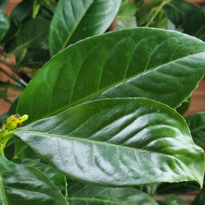 PRUNUS laur. Rotundifolia 180cm+