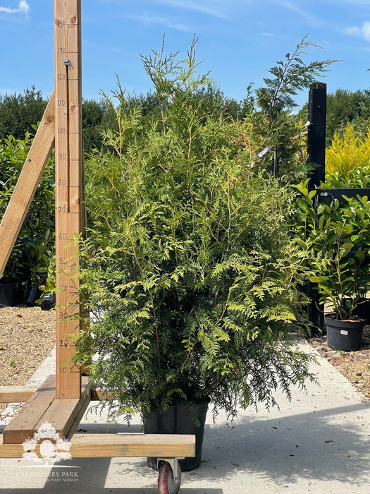 THUJA occ. Brabant