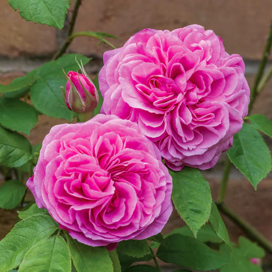 DAVID AUSTIN ROSES -  Gertrude Jekyll