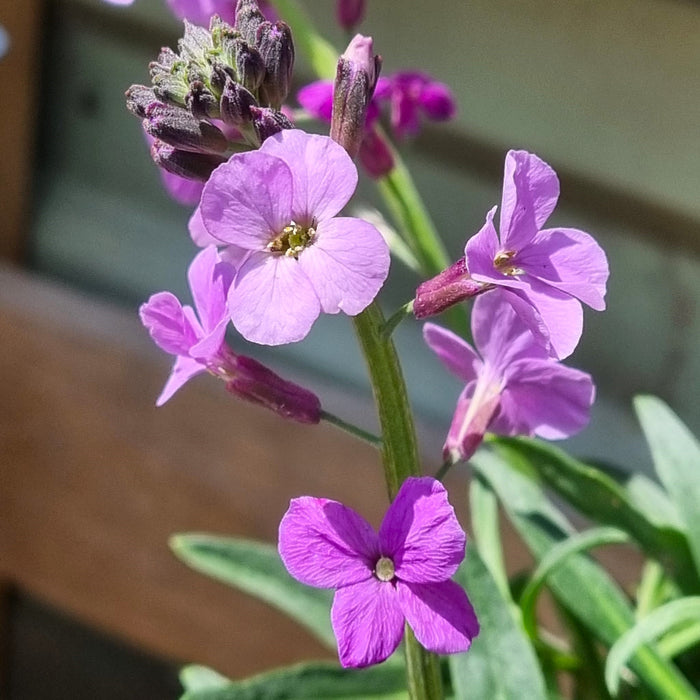 ERYSIMUM Bowles Mauve 2ltr