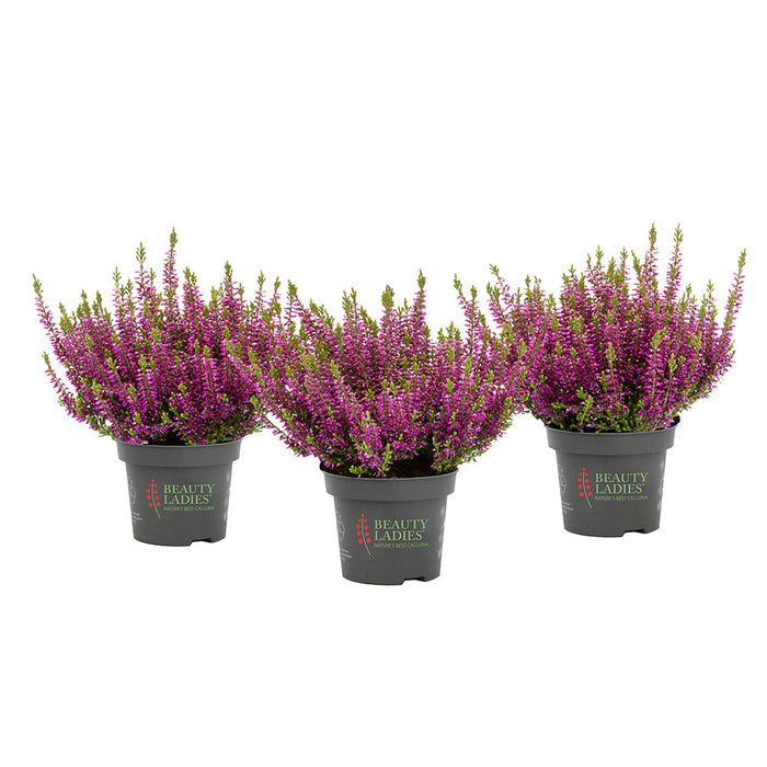 Plant Bundle B (3 x Winter Heathers)