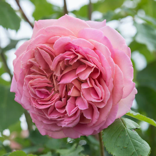 DAVID AUSTIN ROSES - Jubilee Celebration