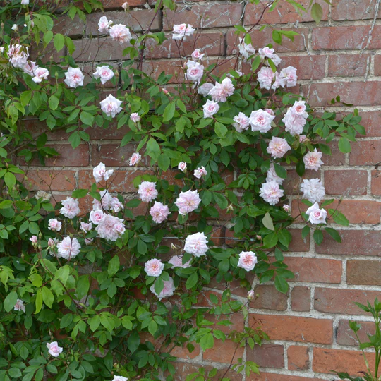 DAVID AUSTIN ROSES - Cecile Brunner Climbing