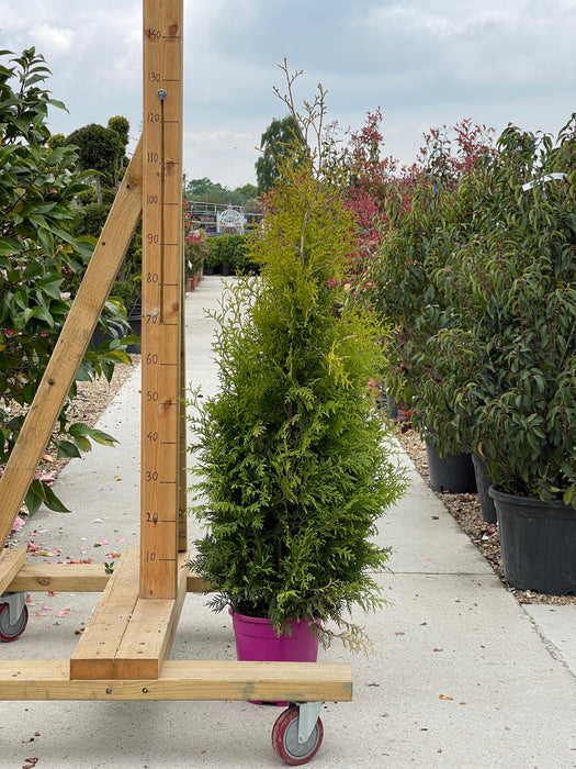 THUJA Gold Brabant 100-125cm